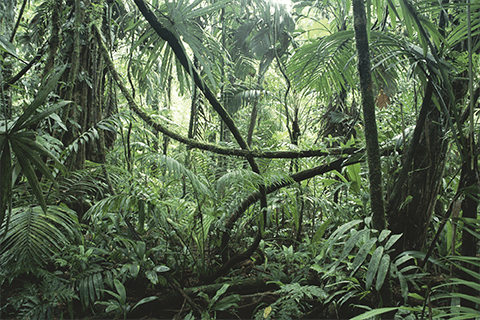 Sobrevivência na Selva - Abrigos